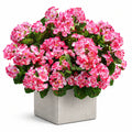 Künstliche Begonie 60 cm aus Kunststoff in Rosa Grün mit quadratischem Betonpflanztopf