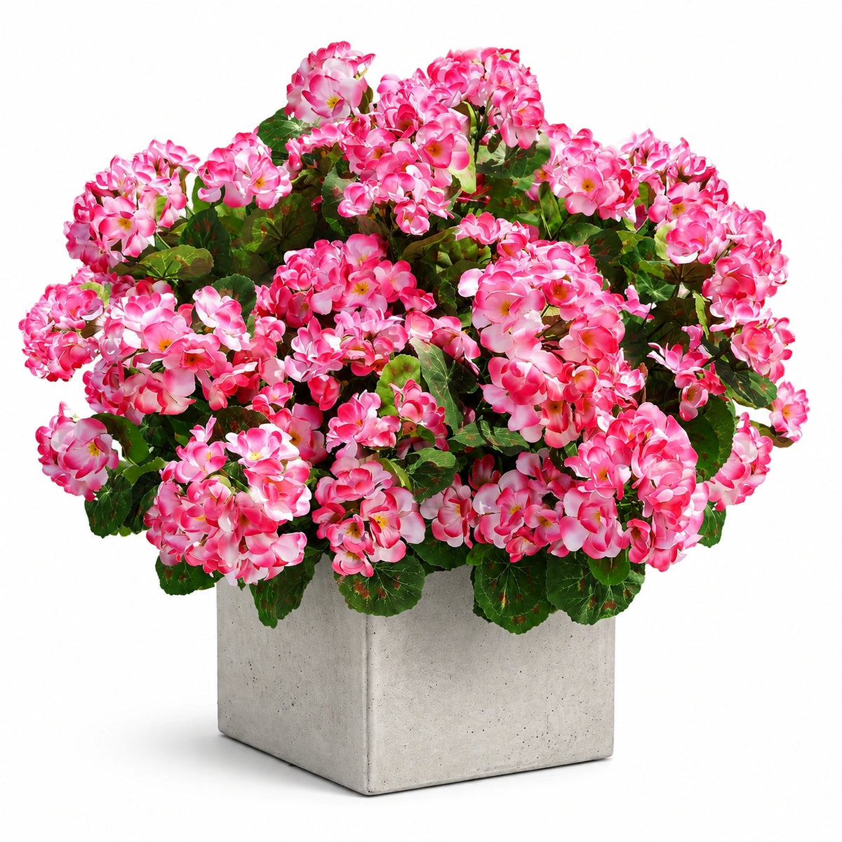 Künstliche Begonie 60 cm aus Kunststoff in Rosa Grün mit quadratischem Betonpflanztopf