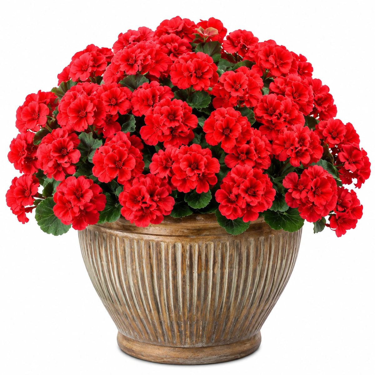 Künstliche Geranie im Topf 45 cm Rot Keramik für Innenräume